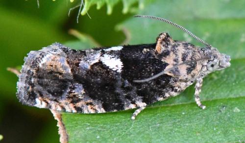 Eudemis profundana